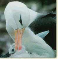 An albatross with chick