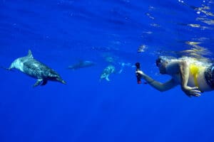 Oahu snorkel tour swimming with dolphins
