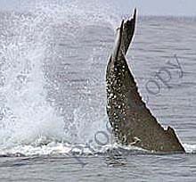 whale tail blow