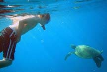 oahu turtle snorkel