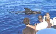 pilot whale watching