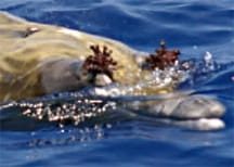 Blainville's Beaked Whale on whale watching tour near Ko Olina