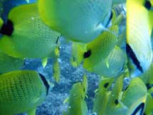 hawaii snorkel butterflyfish