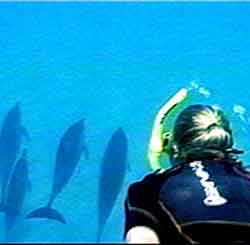 Snorkeling spots on Oahu Best snorkeling Oahu spots