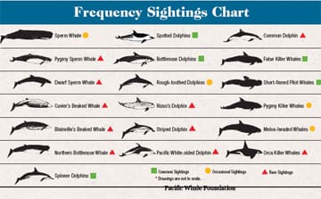Frequency chart of whales and dolphins of Hawaii