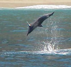 spinner dolphin behavior