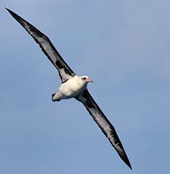 Laysan Albatross pelagic birding oahu