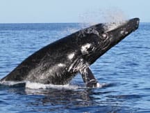 Head Slap Humpback Whale