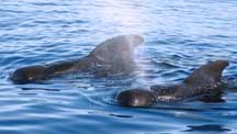 Short-finned pilot whales in Hawaii