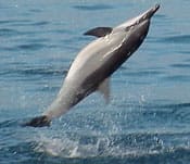 Spinner dolphin spinning