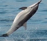 spinner dolphin