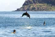 dolphin tour, swimming with dolphins
