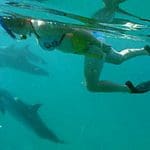jades hawaii dolphin swim