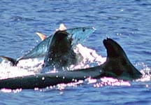 Hawaiian False Killer Whale nabs a tuna