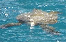 green sea turtle hawaii swim
