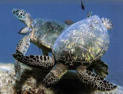 Guided Snorkeling with Sea Turtles | Oahu
