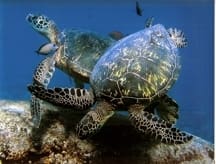 Green Sea Turtles, threatened