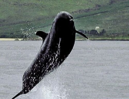 Hawaiian False Killer Whales