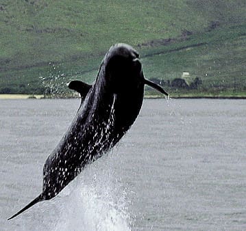 Hawaiian false killer whale breach