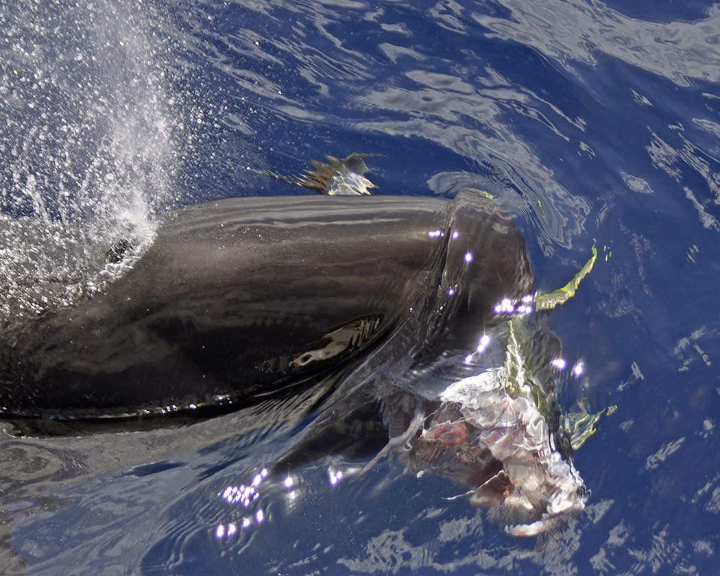 Hawaiian false killer whale eating a mahi mahi