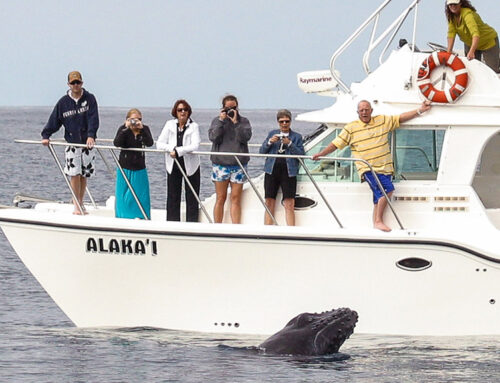 When is Oahu Whale Watching Season 2024?