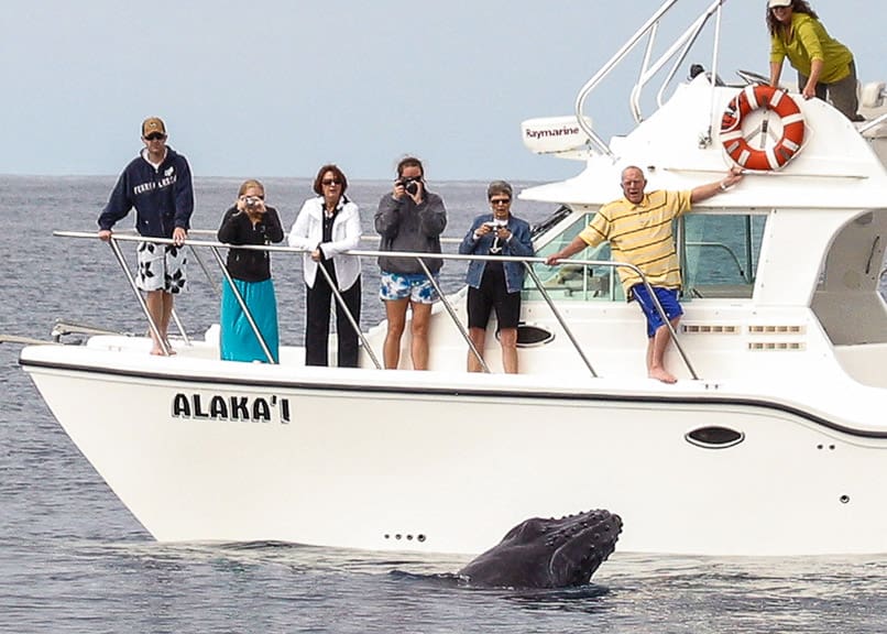 humpback whale calf watches people