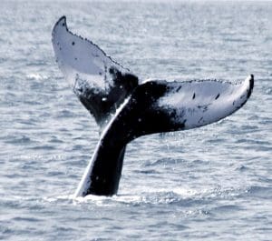 Wildlife tour, humpback whale flukes, oahu nature tour