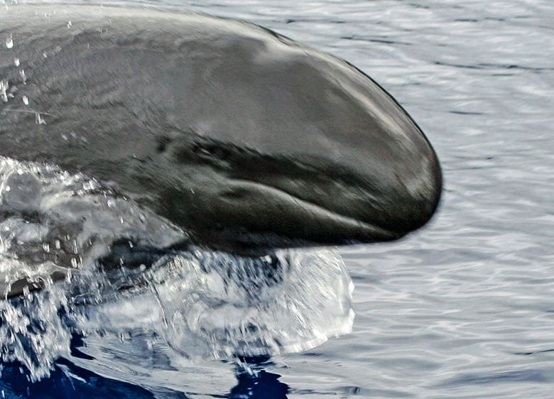 Hawaiian False Killer Whales, Year-round Whale Watching | Wild Side