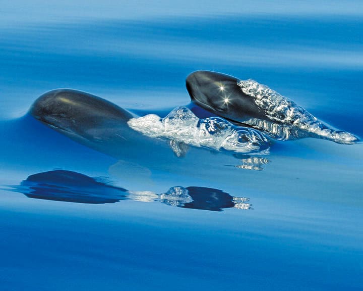 Hawaiian false killer whale oahu