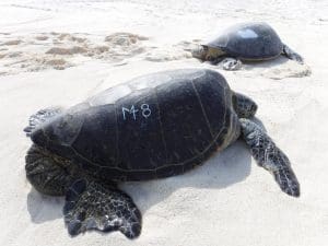 Wildlife tour, tagged green sea turtle oahu
