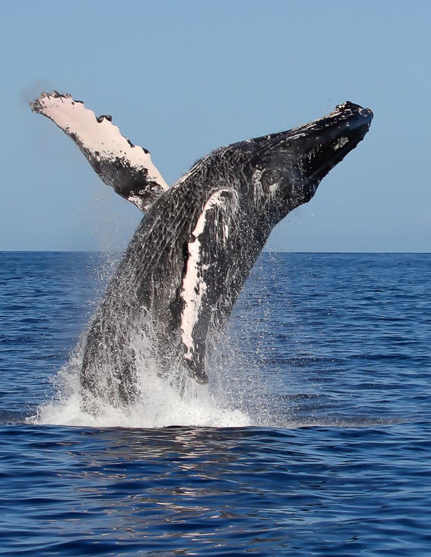 Humpback whale breaching in Hawaiian waters