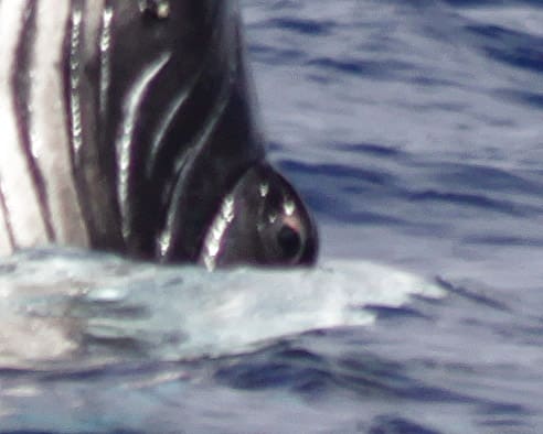humpback_calf_spyhop_eye