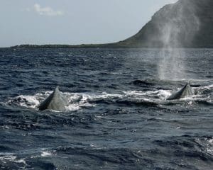 heat run of multiple humpback whales Oahu Hawaii Kaena point in background
