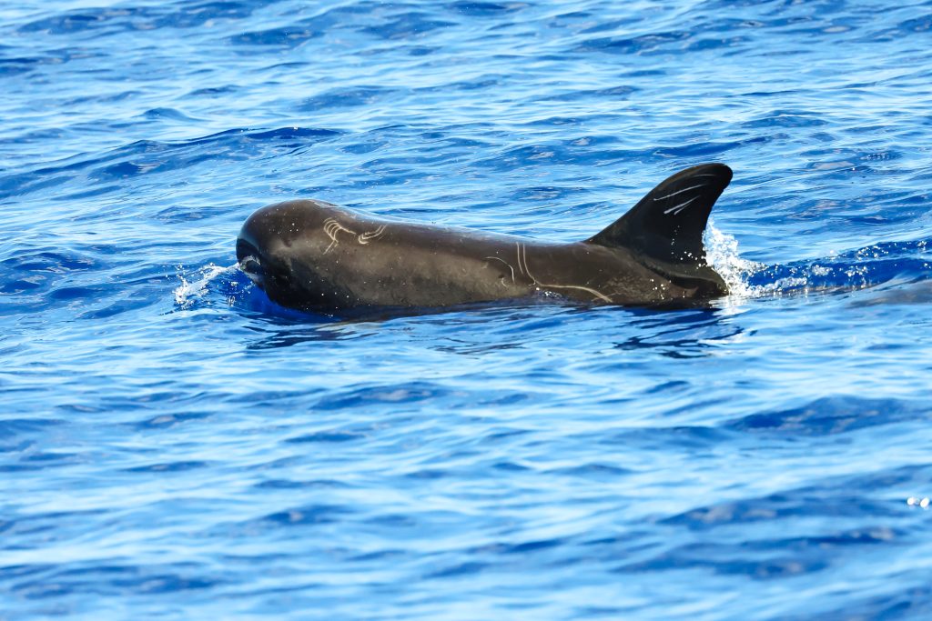 scarred pygmy killer whale oahu 039A1343 scarred pygmy killer whale oahu