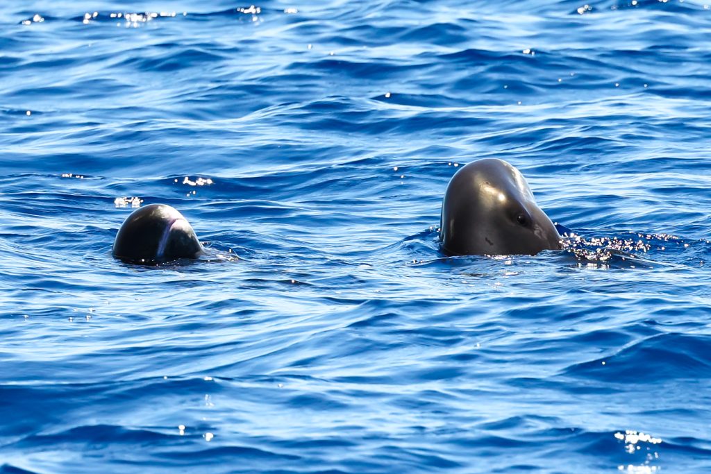 pygmy killer whales spyhopping oahu039A9281 pygmy killer whales spyhopping oahu
