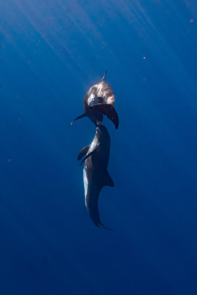 pygmy killer whale oahu social behavior 0O4A0520 pygmy killer whale oahu social behavior