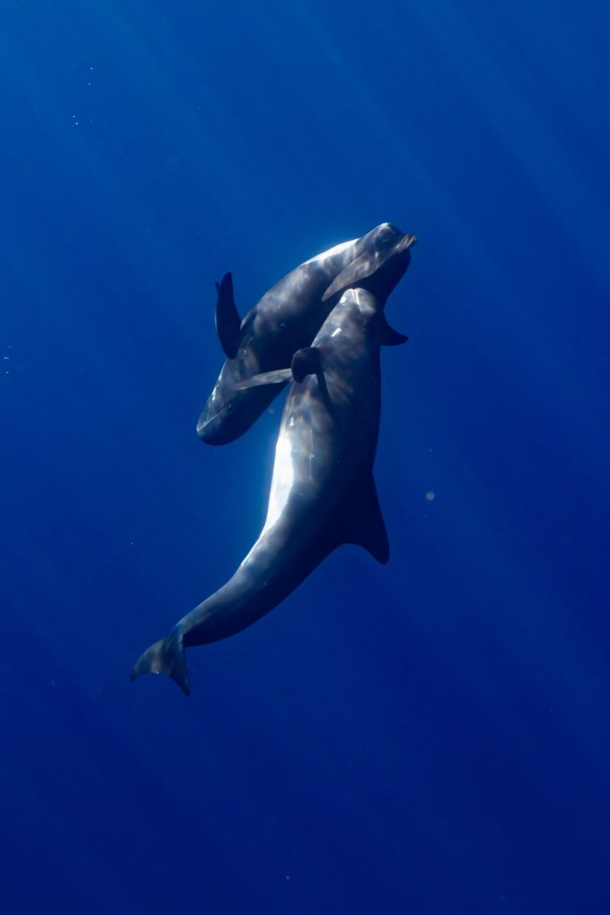 pygmy killer whale oahu social behavior play pygmy killer whale oahu social behavior play