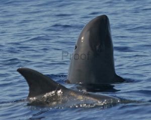 IMG_2416 Best Whale Watching Tours in Oahu