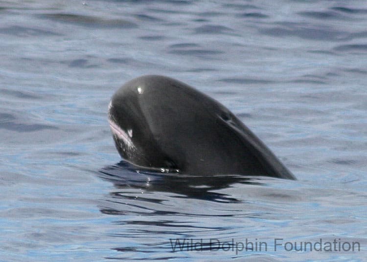 white lips of a pygmy killer whale - year round whale watching Oahu white lips of a pygmy killer whale - year round whale watching Oahu