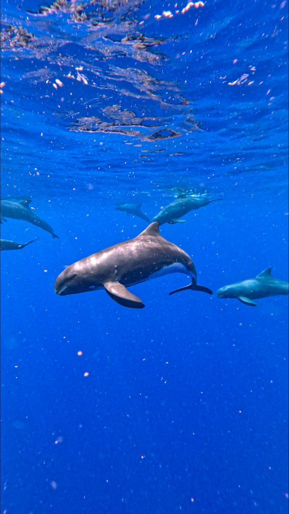 Pygmy killer whale, 2023, HI 2