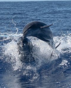 Wild bottlenose dolphins Oahu photography tour