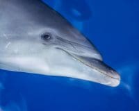 Wildlife conservation photography, bottlenose dolphin scars, oahu nature tours