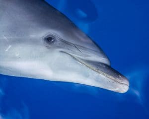 eye to eye with bottlenose dolphins in Hawaii