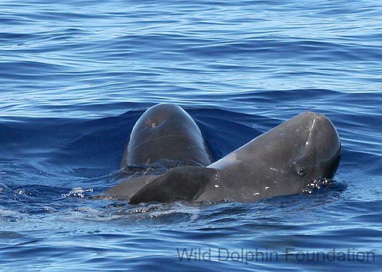 feresa_pygmy_killer_whale_calf_adorable