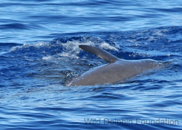 feresa_pygmy_killer_whale_calf_finc