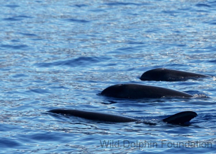 feresa_pygmy_killer_whale_trio