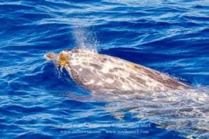 Blainville's Beaked Whale, Hawaii - scarred and stalked gooseneck barnacles