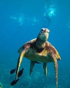 Guided snorkeling tour Oahu with green sea turtles Oahu