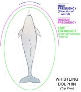 Dolphin Frequencies