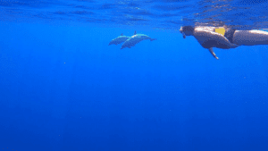 swimming with spotted dolphins in Hawaii